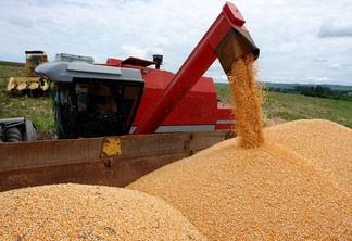 Foto de colheita de grãos de milho.