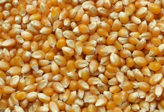 A foto mostra grãos de milho