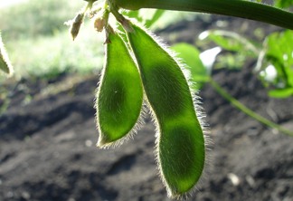 A foto mostra vagens de soja