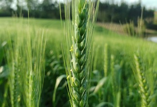 Foto de espigas de trigo em lavoura. Foto de espigas de trigo em lavoura.