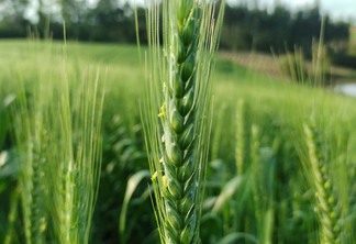 Foto de espigas de trigo em lavoura.