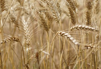 A foto mostra plantas de trigo