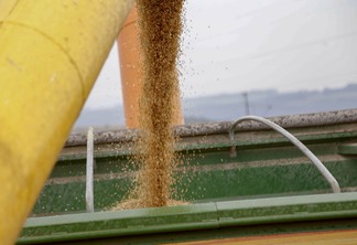 Foto de grãos de trigo sendo despejados após colheita.