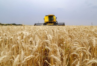 31.09.2021 - Plantação de trigo, região de Tibagi/Pr
Foto Gilson Abreu/AEN