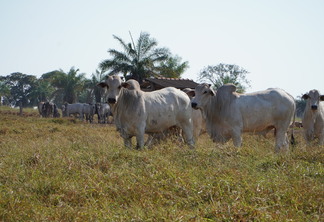 Fodo de bovinos brancos em pastagem.