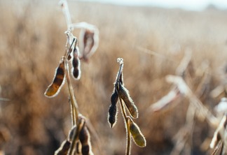 Foto de plantas de soja prontas para colheita.