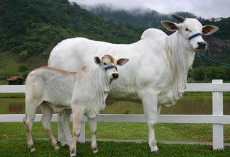 Foto de dois bovinos nelore, um deles é um bezerro.