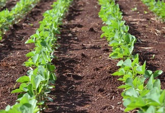 Foto de plantas pequenas de soja em lavoura. Foto de plantas pequenas de soja em lavoura.