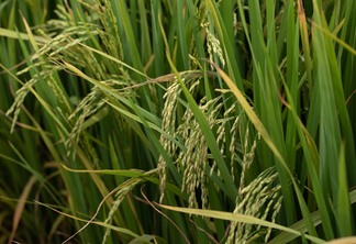 Foto de lavoura de arroz. Foto de lavoura de arroz.