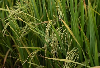 Foto de lavoura de arroz.