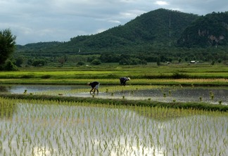 A foto mostra uma lavoura de arroz