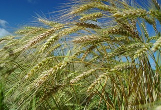 Foto de espiga de trigo sob céu azul.