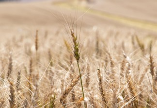 Foto de espiga de trigo em meio a lavoura.