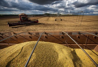 A foto mostra uma caçamba de caminhão lotada com grãos de soja, ao fundo uma lavoura e uma colhedora de soja