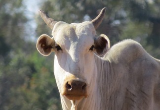 A foto mostra um bovino de pelagem branca acinzentada com chifres