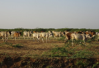 A foto mostra um rebanho bovino