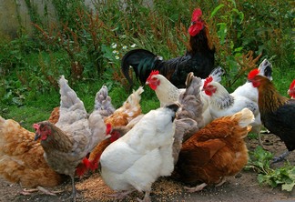 A foto mostra alguns frangos