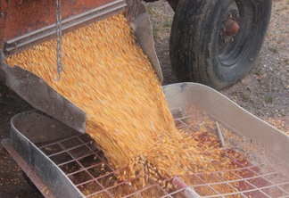 A foto mostra grãos de milho caindo de um maquinário