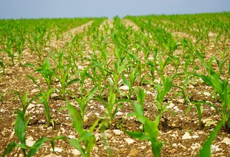 A foto mostra uma lavoura de milho recém semeada