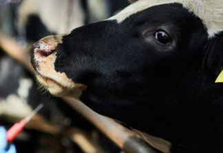 Foto de vaca de leite próxima a mãos com luvas que seguram uma agulha.