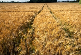 A foto mostra uma lavoura de trigo pronta para a colheita