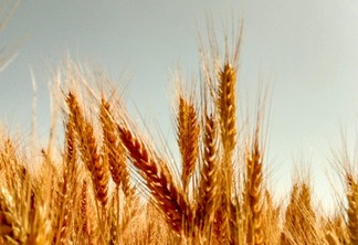 A foto mostra plantas de trigo em fase de colheita