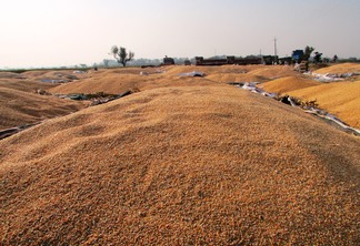 A foto mostra grãos de milho amontoados