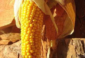 A foto mostra uma espiga de milho