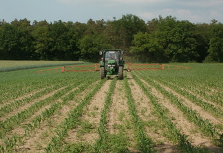 A foto mostra uma lavoura de milho com um trator pulverizando