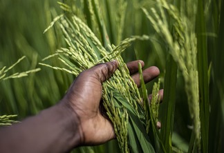 A foto mostra plantas de arroz em uma mão