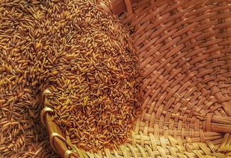 A foto mostra uma cesta de vime com arroz em casca