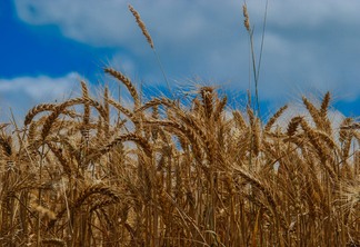 A foto mostra uma lavoura de trigo