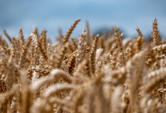 A foto mostra plantas de trigo