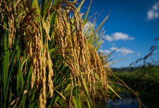 Foto de espigas de arroz em lavoura.