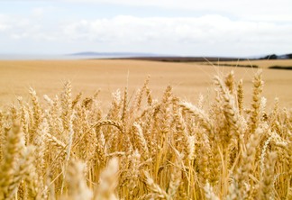 Foto de lavoura de trigo próxima da colheita.
