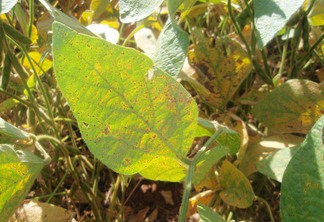 Foto de folha verde com manchas amareladas.