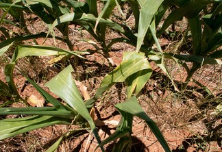 Foto de plantas de milho sob estresse hídrico.