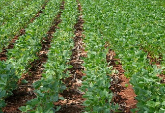 Foto de lavoura de soja com plantas com folhas verdes e tamanho médio.