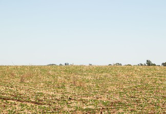 Foto de lavoura de soja recém-semeada com céu azul ao fundo.