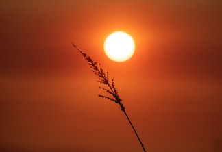 Foto de galho em frente ao sol no céu vermelho.