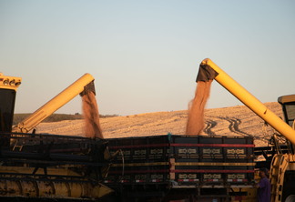 Foto de canos descarregando grãos de trigo em caminhões.