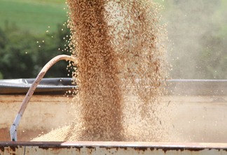 A foto mostra grãos de soja sendo despejados