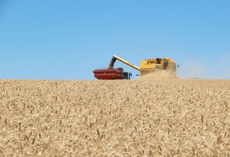 Foto de colheitadeira despejando grãos de trigo em caminhão. Eles estão em meio a uma lavoura.
