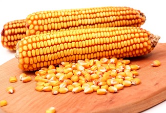 A foto mostras duas espigas de milho