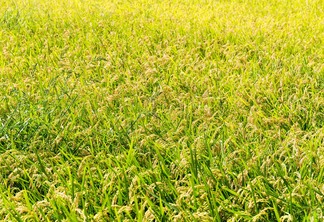 A foto mostra plantas de arroz