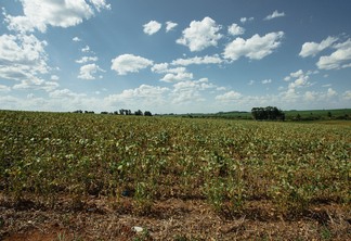 Foto de lavoura de soja afetada pela estiagem.