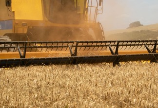 Foto de colheitadeira amarela durante colheita em lavoura de trigo.