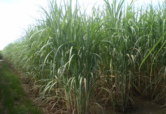 A foto mostra plantas de cana-de-açúcar