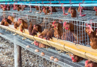A foto mostra algumas galinhas em gaiolas e ovos