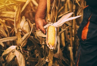 A foto mostra uma plantação de milho e a mão de um homem segurando a espiga